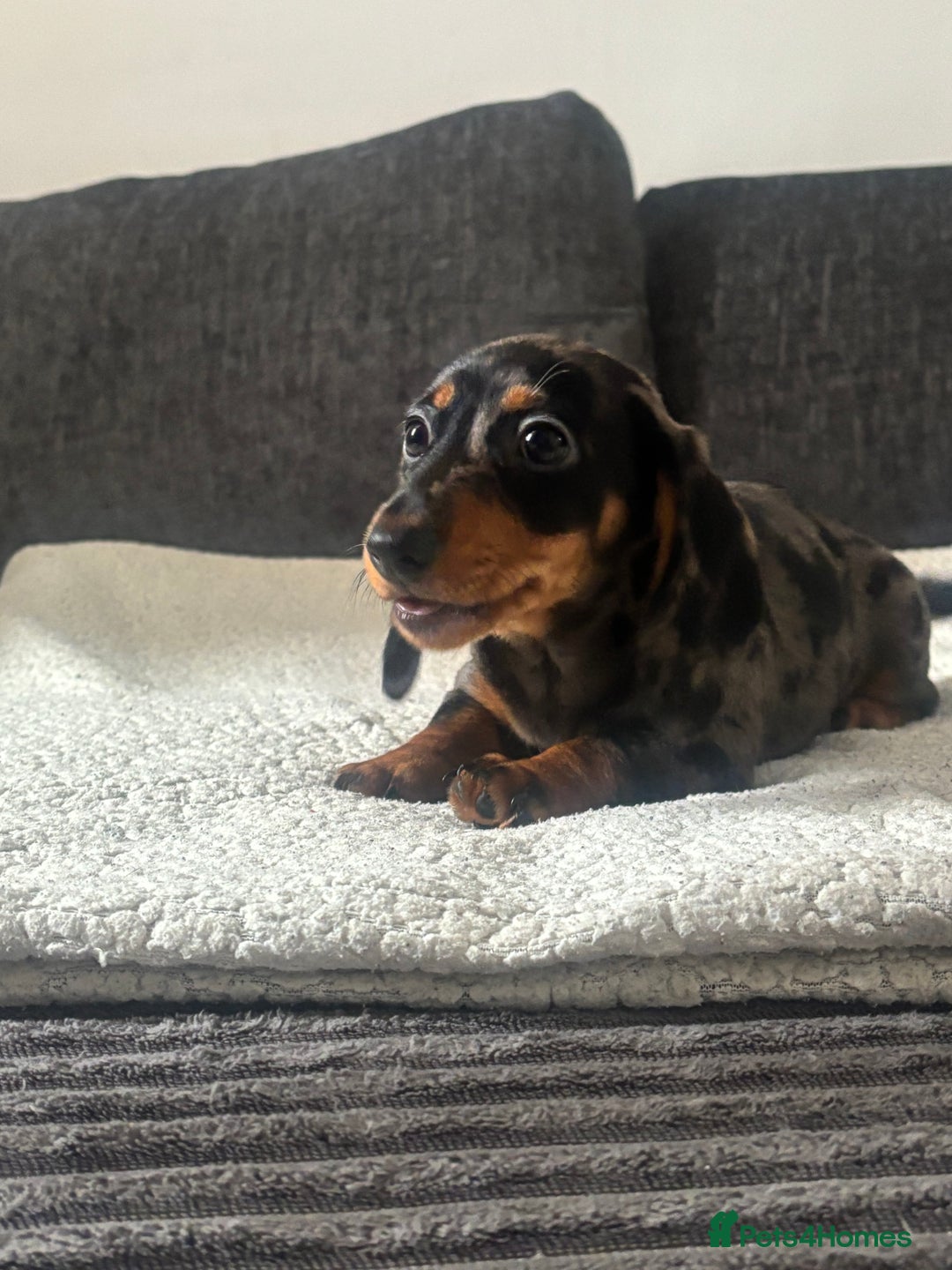 Miniature Dachshund dogs for sale: BEAUTIFUL MINIATURE DACHSHUND PUPPIES ! - Image 5
