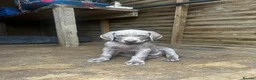 Weimaraner dogs for sale: Long & Short Haired Weimaraner KC reg - Advert 9