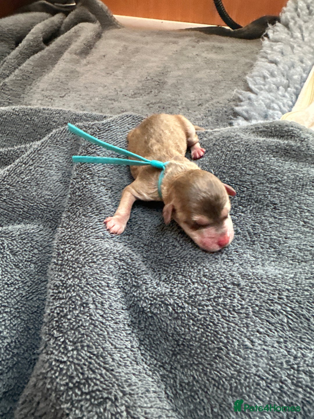 Cockapoo dogs for sale: Cockapoo - Advert 8