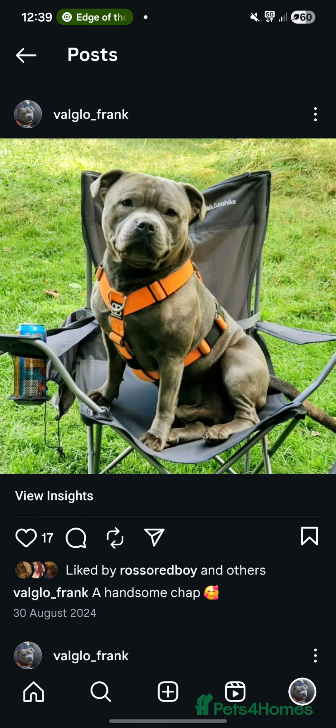 Staffordshire Bull Terrier dogs for stud: Male blue staffy for stud in Bristol - Advert 2