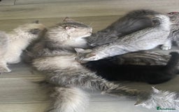 Selkirk Rex cats for sale: Black ghost tabby - Image 4