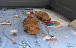 Cavapoo dogs for sale: * Cavapoo Boys available * - Image 24