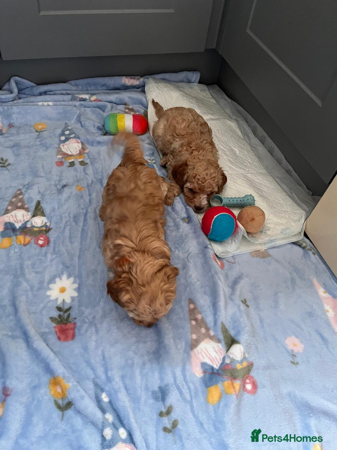 Cavapoo dogs for sale: * Cavapoo Boys available * - Image 24