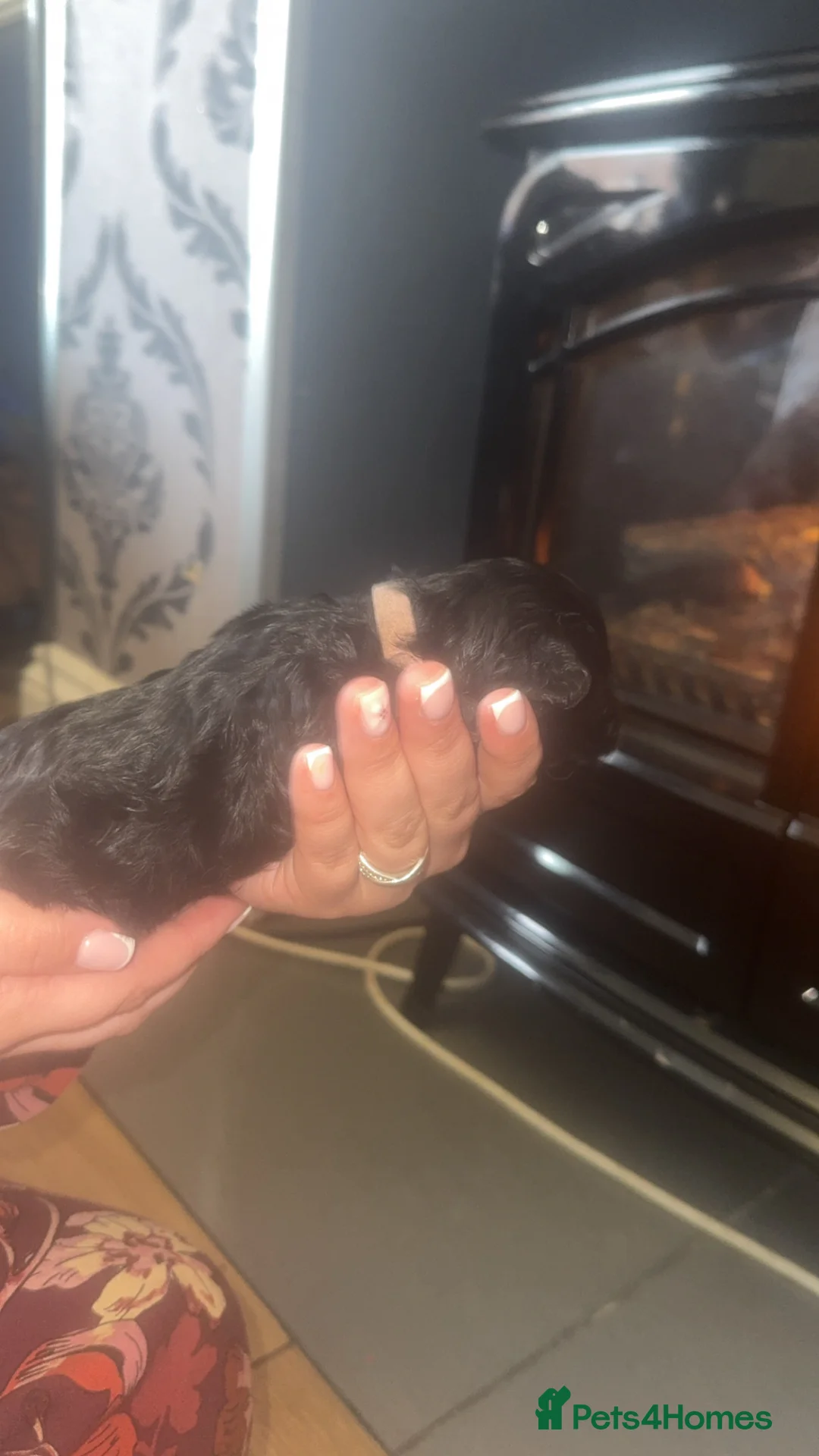 Cockapoo dogs for sale: Cockapoo puppies in Bishop Auckland - Advert 13