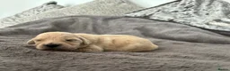 Golden Retriever dogs for sale: Beautiful golden retriever puppies - Advert 35