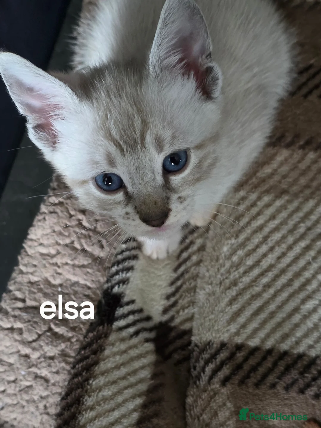 Bengal cats for sale: Bengal kittens  - Advert 2