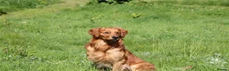Golden Retriever dogs for stud: Stunning, proven health tested stud dog. - Advert 3