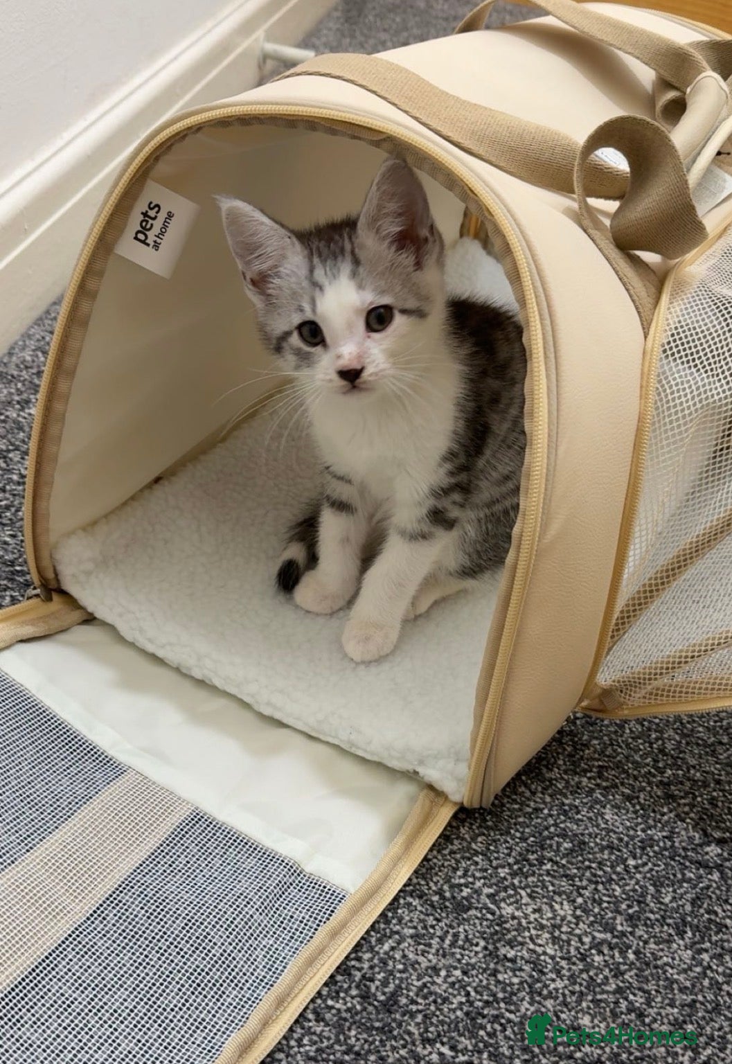 Maine Coon cats Male main coon cross silver tabby kitten 8 weeks - Advert 1