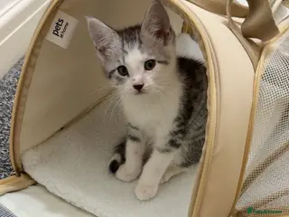 Maine Coon cats Male main coon cross silver tabby kitten 8 weeks - Advert 1