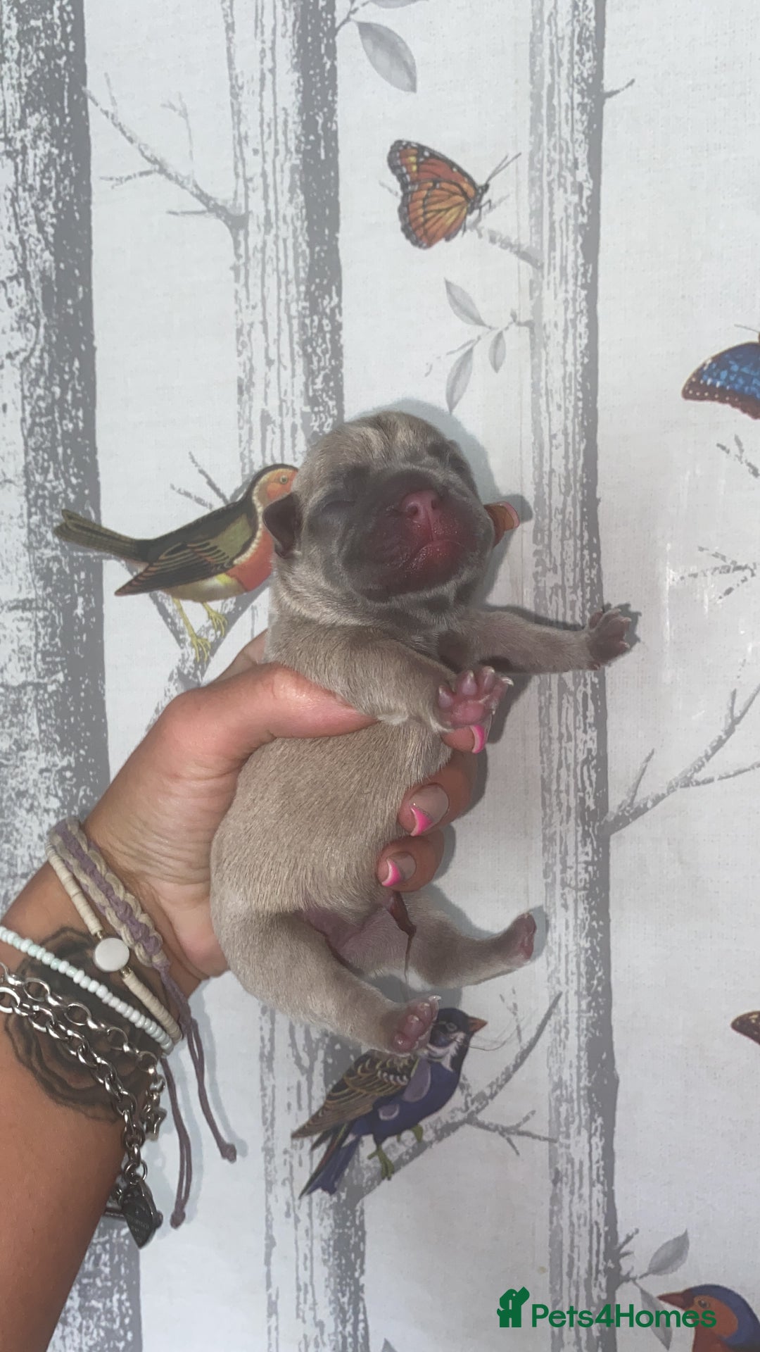 French Bulldog dogs for sale: French bulldogs  - Image 8