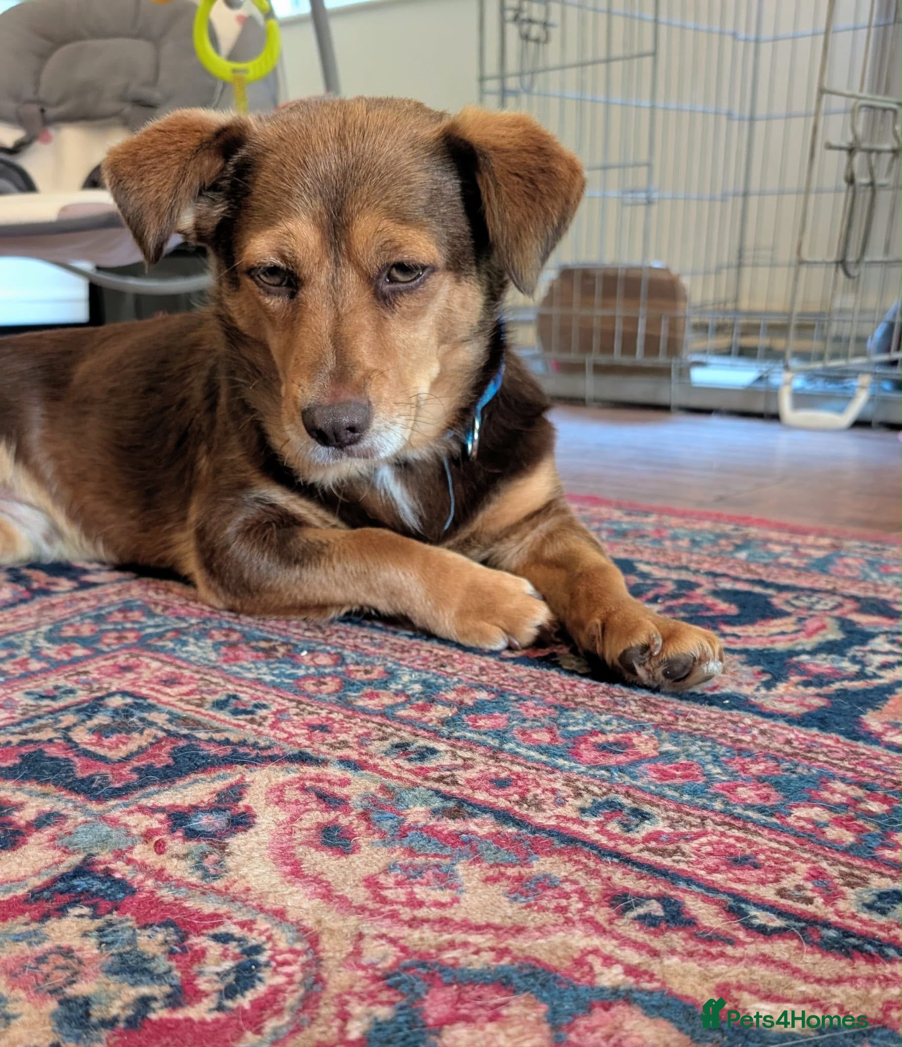 Mixed Breed dogs Julita  - Advert 1