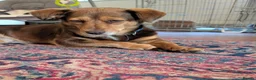 Mixed Breed dogs for adoption: Julita  in Saint Leonards-on-sea - Advert 1