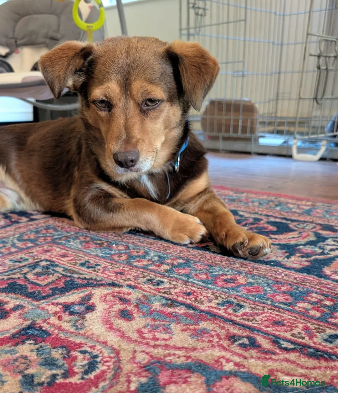 Mixed Breed dogs for adoption: Julita  in Saint Leonards-on-sea - Advert 1
