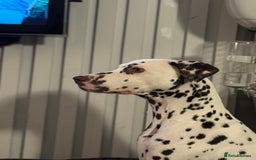 Dalmatian dogs for sale: Liver Dalmatian for sale.  - Image 3