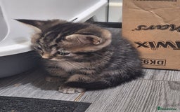 Ragdoll cats for sale: REDUCED LAST 2 KITTENS - Image 8