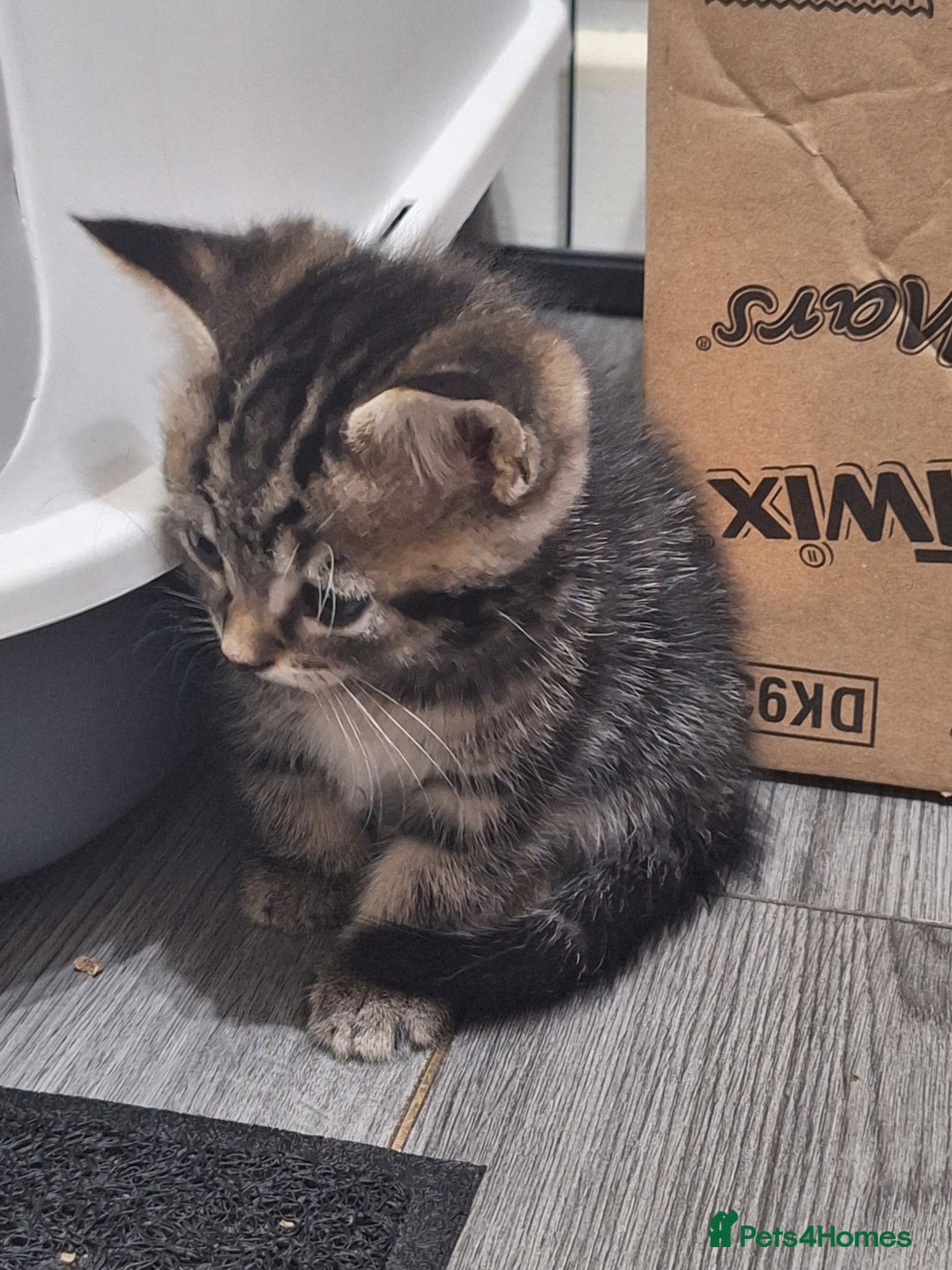 Ragdoll cats for sale: REDUCED LAST 2 KITTENS - Image 8