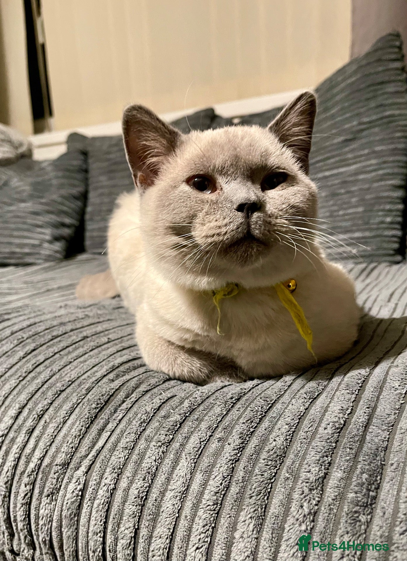 British Shorthair cats GCCF BluePoint BSH Kittens 💙 - Advert 2