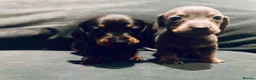 Dachshund dogs for sale: Last 2 puppies available  - Advert 3