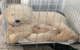 Cockapoo dogs for sale: F1B cockapoo puppys - Image 3