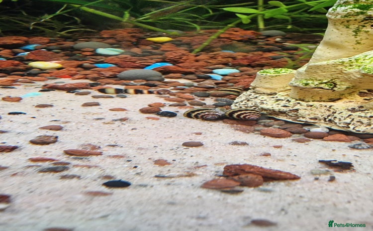 Snails fish - Advert 1