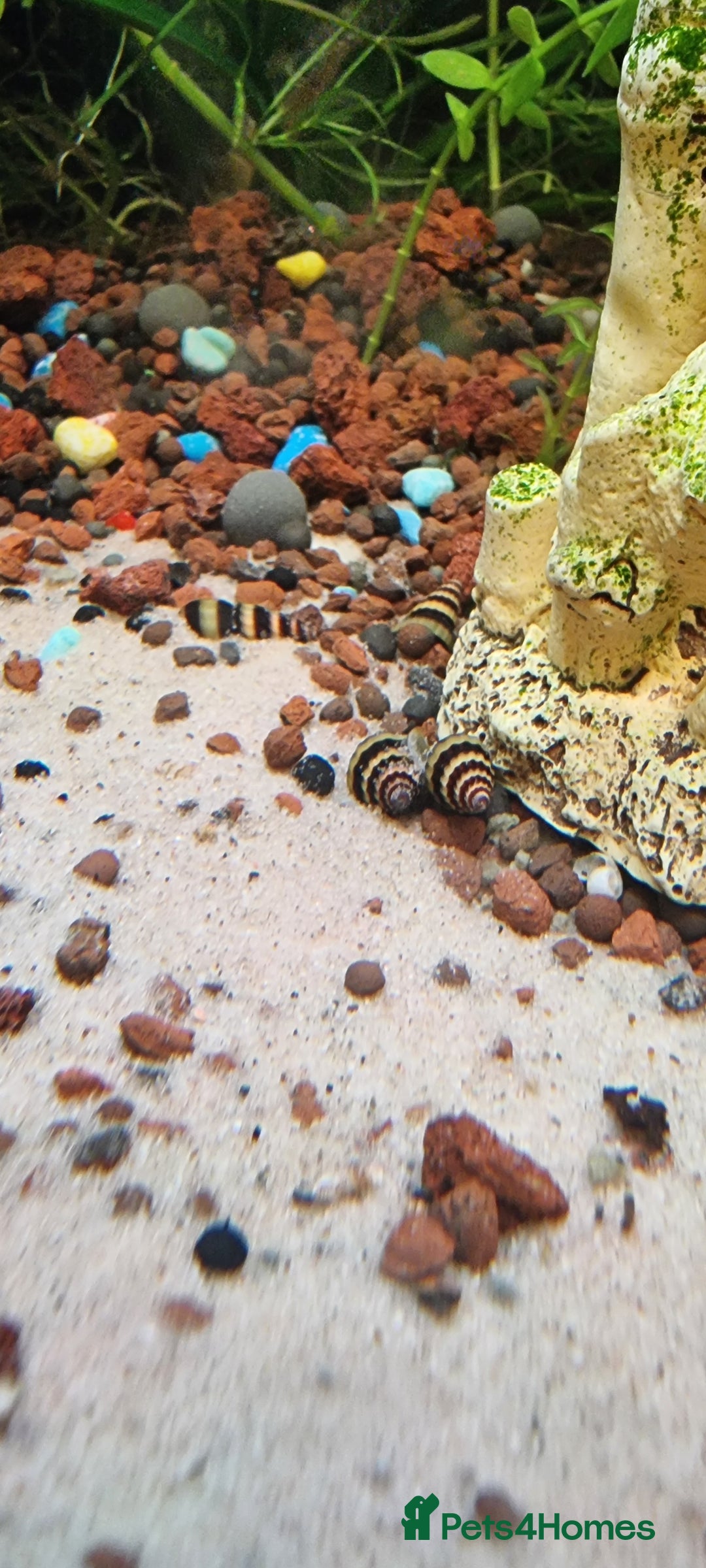 Snails fish for sale: Assasins snails - Image 1