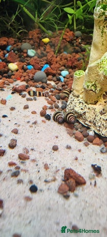 Snails fish - Advert 1