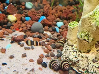 Snails fish Assasins snails - Advert 9