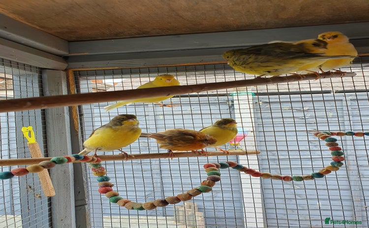 Canaries birds - Advert 2