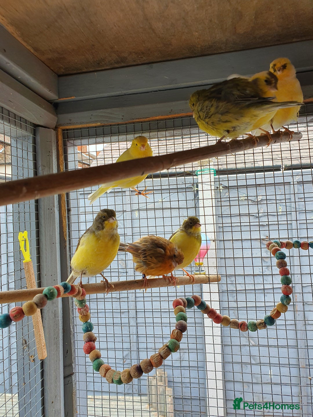 Canaries birds for sale: Canaries  - Image 1