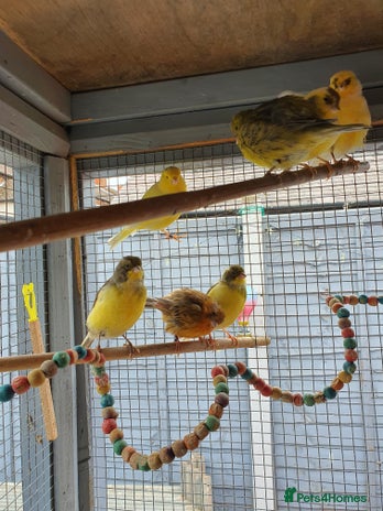 Canaries birds - Advert 3