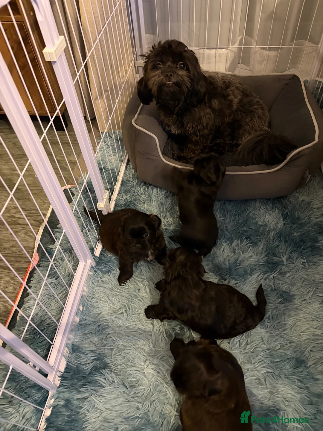 Shih Tzu dogs for sale: Shih Tzu Puppies for Sale – 4 Puppies Available 🐶 - Advert 2