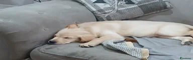 Golden Retriever 9