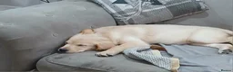 Golden Retriever dogs for sale: Ready to leave true gold colored golden retrievers - Advert 12