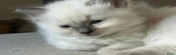 Birman cats for sale: Beautiful Blue Point Birman-Ragdoll Kittens in Leicester - Advert 13