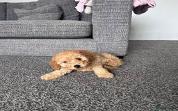 Miniature Poodle dogs for sale: Miniature poodles ready now xx in Hull - Image 23