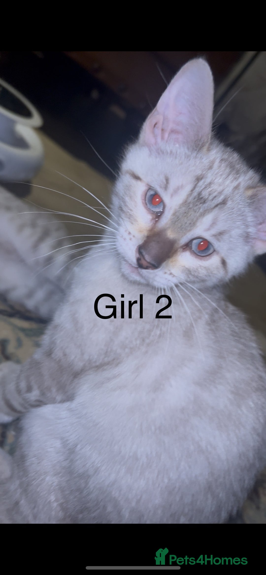 Mixed Breed cats for sale: mixed bengal kittens, ready to leave b4  **  - Advert 14