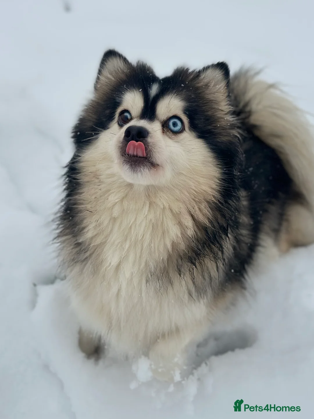 Pomsky dogs for sale: F3 Pomsky Puppies - ready now :)  - Advert 20