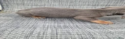 Dachshund dogs for sale: Dachshund puppies 8wks - Advert 20