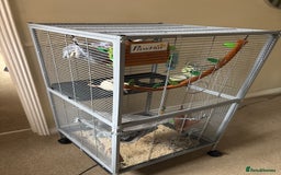 Rat rodents for sale: 2 lovely rats  - Image 3