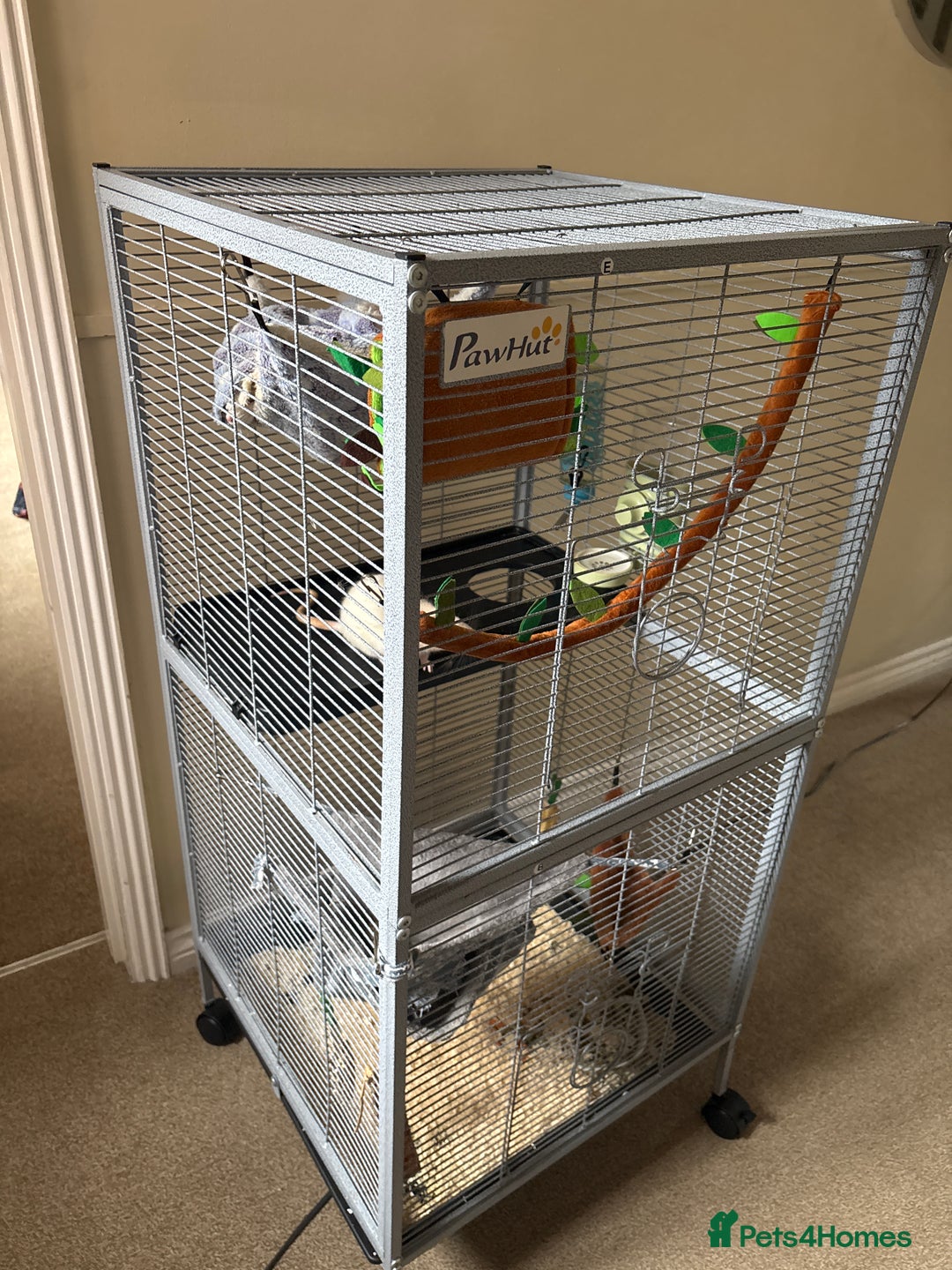 Rat rodents for sale: 2 lovely rats  - Image 3