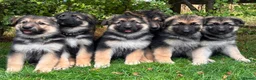 German Shepherd dogs for sale: Pedigree German shepherd puppies  in Ashford - Advert 35