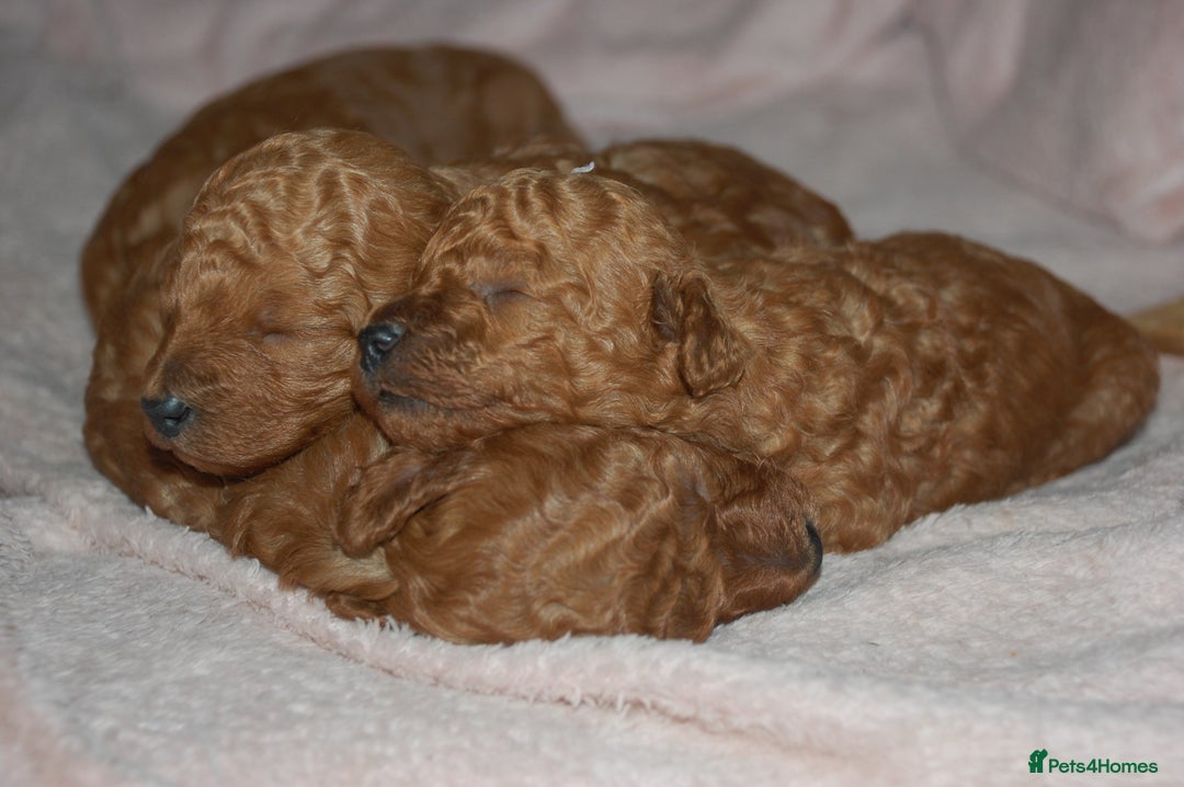 Toy Poodle dogs for sale: Beautiful solid red KC toy poodle - Advert 5