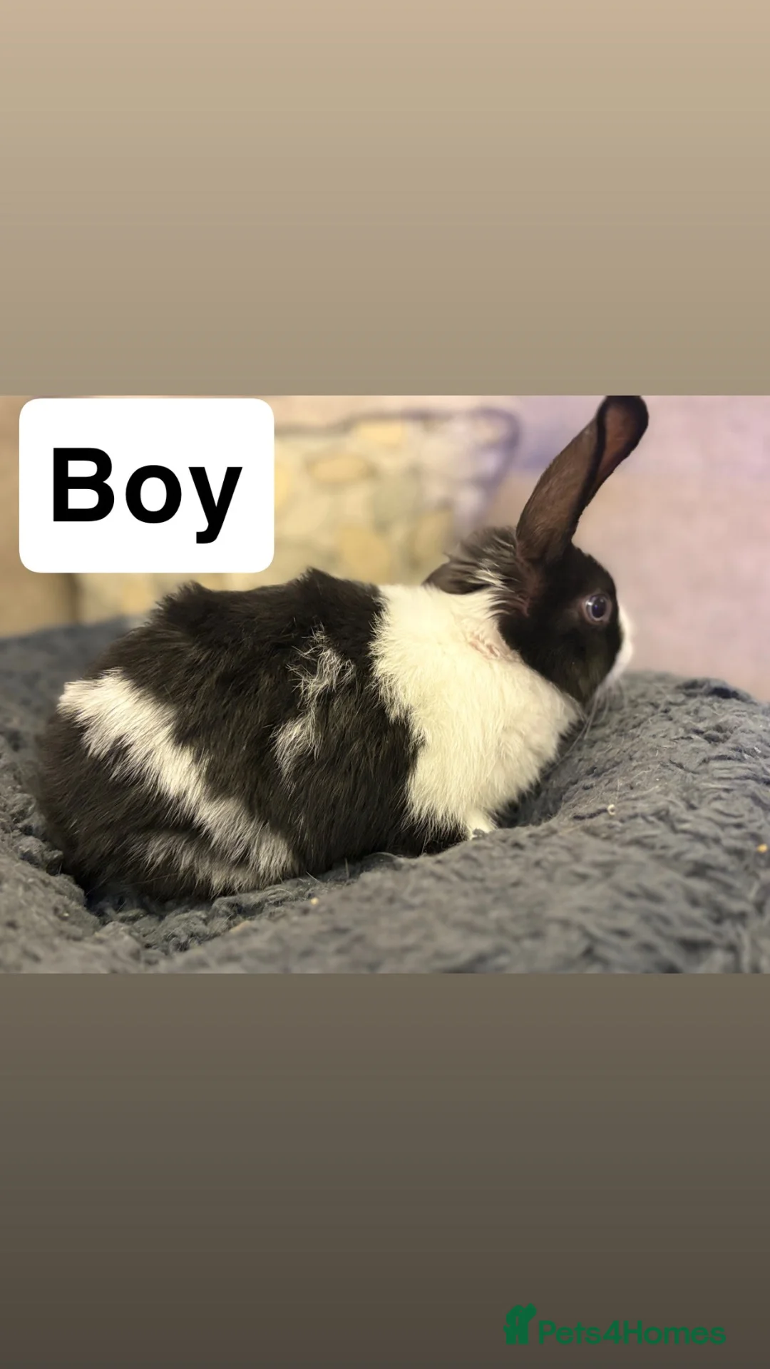 Mini Lop rabbits for sale: 4 beautiful mini lop cross Rex bunnies - Advert 5
