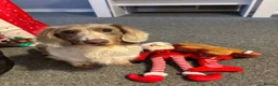 Miniature Dachshund dogs for sale: Just 2 long coat miniature dachshund puppies left - Advert 8
