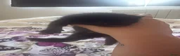 Mixed Breed cats for sale: 6 beautiful kittens  - Advert 9
