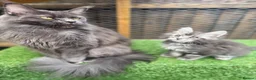 Maine Coon cats for sale: Blue smoke kittens from champion blood line - Advert 12