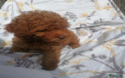 Miniature Poodle dogs for sale: Miniature poodles  - Image 26