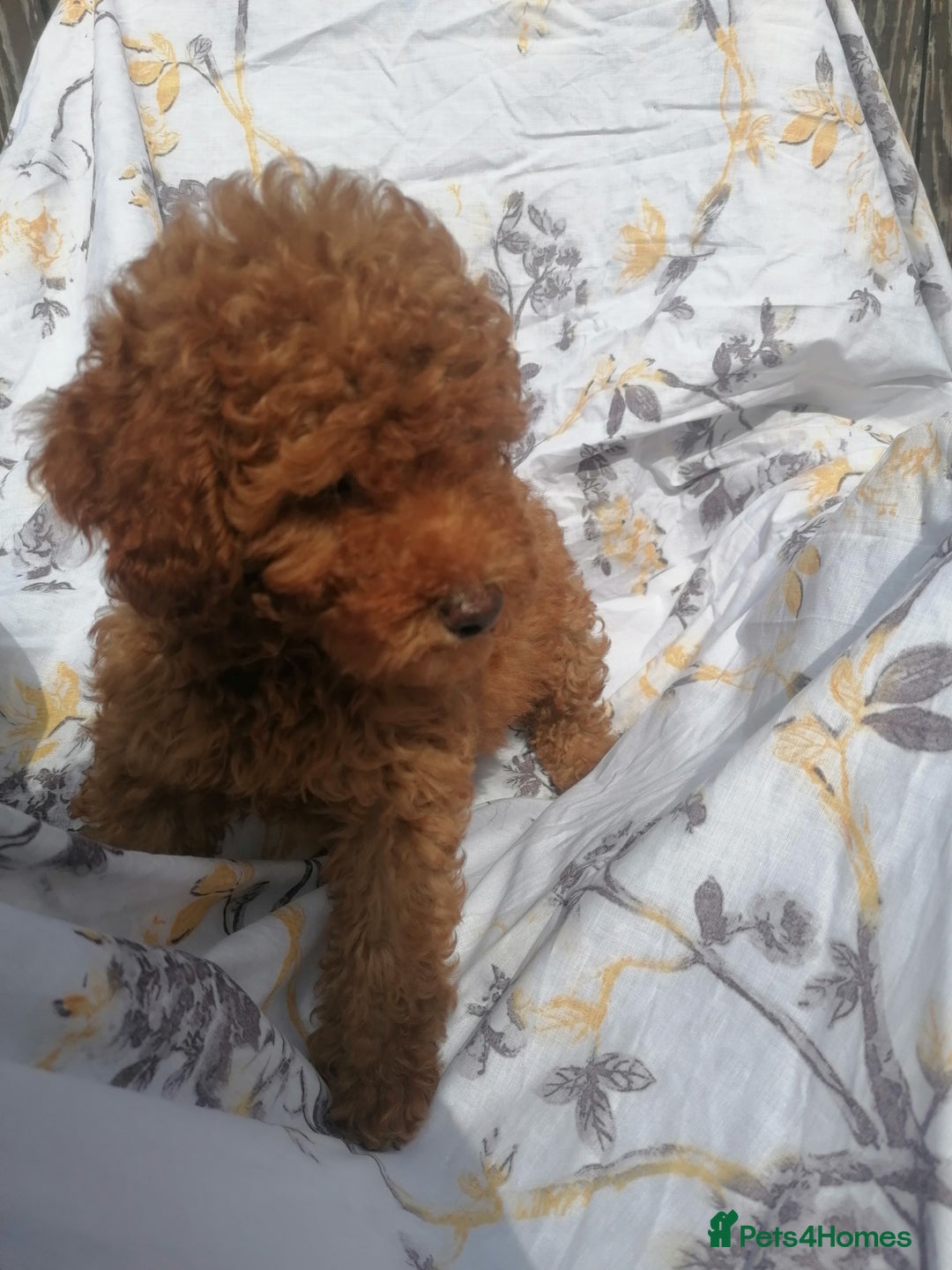 Miniature Poodle dogs for sale: Miniature poodles  - Image 26