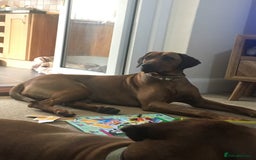 Rhodesian Ridgeback dogs for sale: Eu**an Champion Pedigree KC  - Image 3