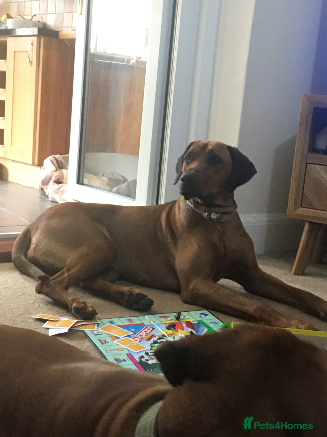Rhodesian Ridgeback dogs for sale: Eu**an Champion Pedigree KC  - Image 3